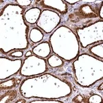 Merck Anti-SERGEF antibody produced in rabbit