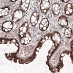 Merck Anti-ANAPC16 antibody produced in rabbit
