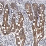 Merck Anti-MTG1 antibody produced in rabbit