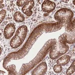 Merck Anti-XYLB antibody produced in rabbit