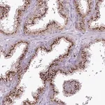 Merck Anti-VWA5A antibody produced in rabbit