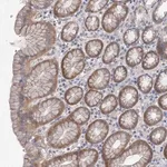 Merck Anti-DNMBP antibody produced in rabbit