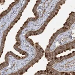 Merck Anti-TRAF3IP1 antibody produced in rabbit