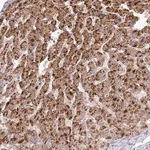 Merck Anti-BEND7 antibody produced in rabbit