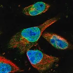 Merck Anti-ZNF487 antibody produced in rabbit