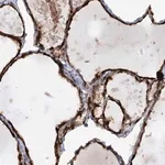 Merck Anti-AFAP1L2 antibody produced in rabbit