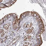 Merck Anti-IFT46 antibody produced in rabbit