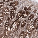 Merck Anti-VWA2 antibody produced in rabbit