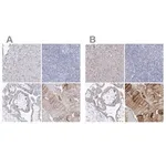 Merck Anti-NRAP antibody produced in rabbit