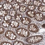 Merck Anti-RNF150 antibody produced in rabbit