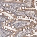 Merck Anti-RUFY4 antibody produced in rabbit
