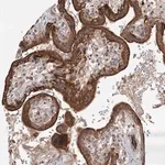 Merck Anti-RAPGEF6 antibody produced in rabbit