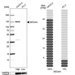 Merck Anti-SEC24A antibody produced in rabbit