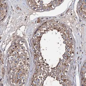 Merck Anti-PTDSS2 antibody produced in rabbit