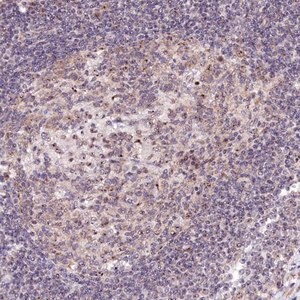 Merck Anti-RBM19 antibody produced in rabbit