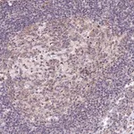 Merck Anti-RBM19 antibody produced in rabbit