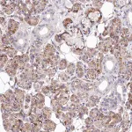 Merck Anti-WWC1 antibody produced in rabbit