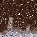 Merck Anti-ABLIM1 antibody produced in rabbit