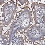 Merck Anti-URAD antibody produced in rabbit