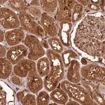 Merck Anti-MCF2L2 antibody produced in rabbit