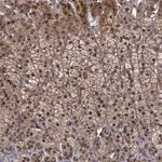 Merck Anti-MBD6 antibody produced in rabbit