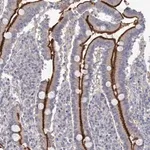 Merck Anti-NEK10 antibody produced in rabbit