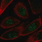 Merck Anti-NRG2 antibody produced in rabbit