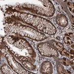 Merck Anti-C14orf80 antibody produced in rabbit