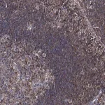 Merck Anti-DEF6 antibody produced in rabbit