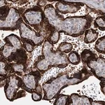 Merck Anti-SPG20 antibody produced in rabbit