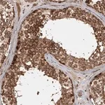 Merck Anti-FAXC antibody produced in rabbit