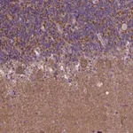 Merck Anti-GPR63 antibody produced in rabbit