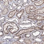 Merck Anti-SCPEP1 antibody produced in rabbit