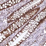 Merck Anti-CHCHD1 antibody produced in rabbit