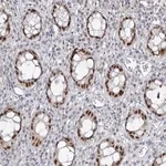 Merck Anti-ZC3H8 antibody produced in rabbit