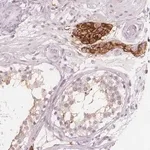 Merck Anti-C1orf167 antibody produced in rabbit