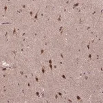Merck Anti-UBA3 antibody produced in rabbit