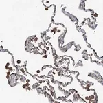 Merck Anti-WIF1 antibody produced in rabbit