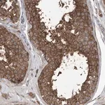 Merck Anti-PRSS53 antibody produced in rabbit