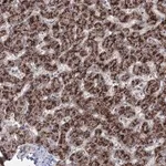 Merck Anti-ZFAND6 antibody produced in rabbit