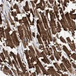 Merck Anti-FAM26E antibody produced in rabbit
