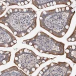 Merck Anti-FBXO38 antibody produced in rabbit
