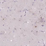 Merck Anti-MYH15 antibody produced in rabbit