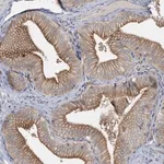 Merck Anti-RAB17 antibody produced in rabbit
