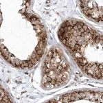 Merck Anti-GPR152 antibody produced in rabbit