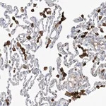 Merck Anti-PEAR1 antibody produced in rabbit