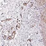 Merck Anti-TNMD antibody produced in rabbit