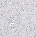 Merck Anti-ZFP64 antibody produced in rabbit
