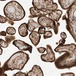 Merck Anti-SCARF2 antibody produced in rabbit
