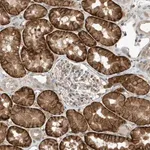 Merck Anti-MAST3 antibody produced in rabbit